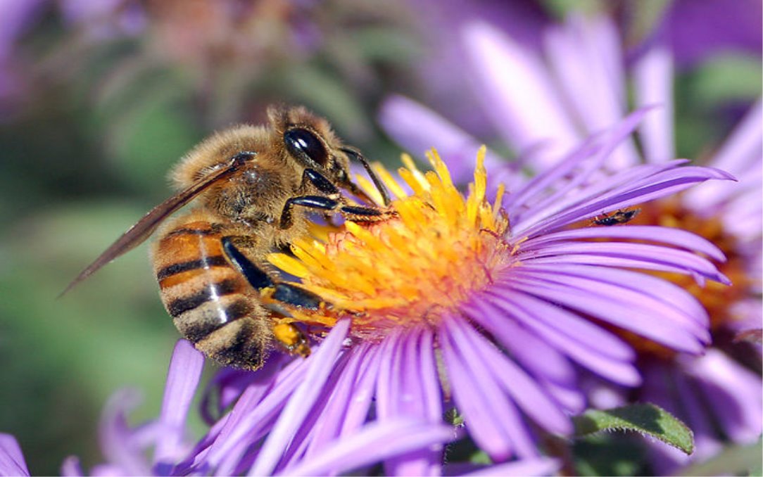Бджоли — Вікіпедія